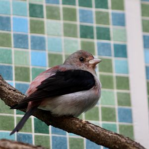 Scarlet Tanager (Piranga olivacea)