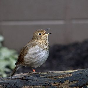 Swainson's Thrush (Catharus ustulatus)