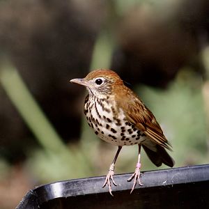 Wood Thrush (Hylocichla mustelina)