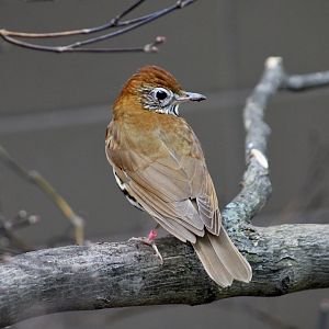 Wood Thrush (Hylocichla mustelina)