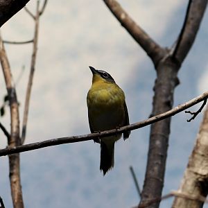 Yellow-Breasted Chat (Icteria virens) - sole member of Icteriidae