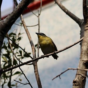 Yellow-Breasted Chat (Icteria virens) - sole member of Icteriidae
