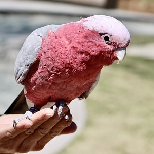 Galah (Eolophus roseicapilla)