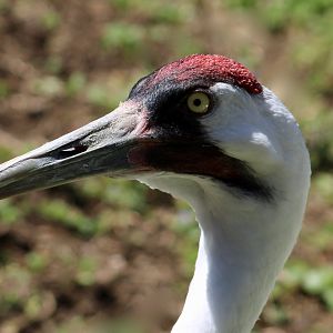 Whooping Crane (Grus americana)