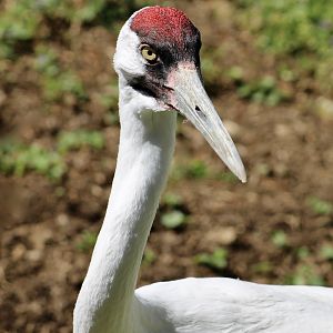 Whooping Crane (Grus americana)