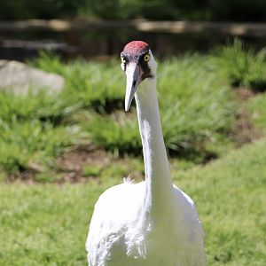 Whooping Crane (Grus americana)