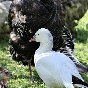 Ross's Goose (Anser rossii)