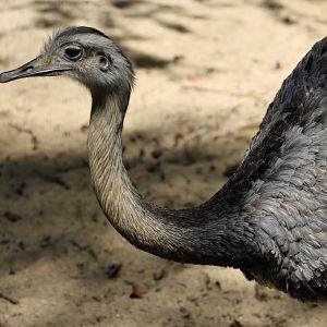 Greater Rhea (Rhea americana)