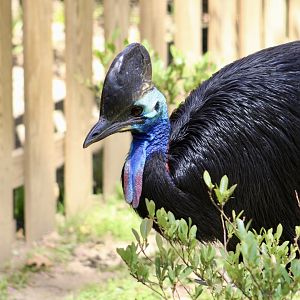 Southern Cassowary (Casuarius casuarius)