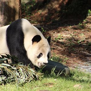 Giant Panda (Ailuropoda melanoleuca)