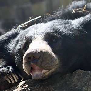Sloth Bear (Melursus ursinus)