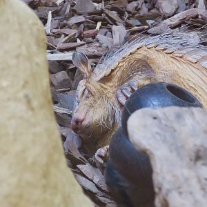 Screaming Hairy Armadillo (Chaetophractus vellerosus) snuggling with toy