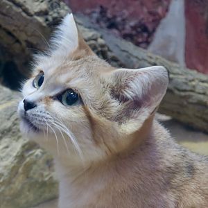 Sand Cat (Felis margarita)