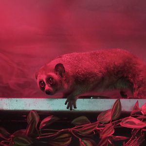 Pygmy Slow Loris (Xanthonycticebus pygmaeus sensu lato)