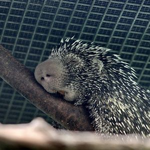 Brazilian Porcupine (Coendou prehensilis)