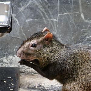 Red-Rumped Agouti (Dasyprocta leporina)