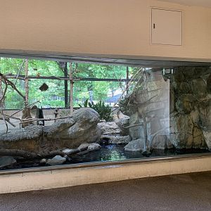 Kingfisher and Thrush Exhibit