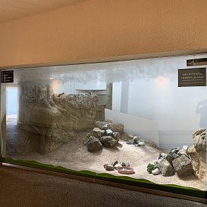 Rock Ptarmigan Exhibit