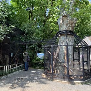 Japanese Squirrel Exhibit