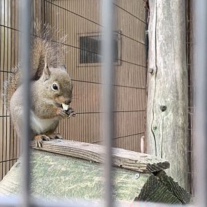 Japanese Squirrel