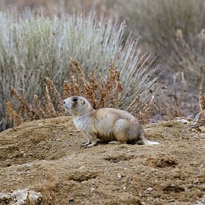 White-tailed Prairie Dog (Cynomys leucurus)