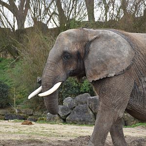 African elephant