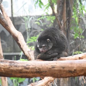 Sulawesi bear cuscus