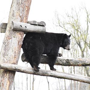 American black bear