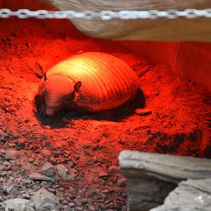Large hairy armadillo