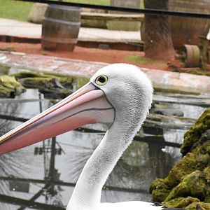 Australian pelican