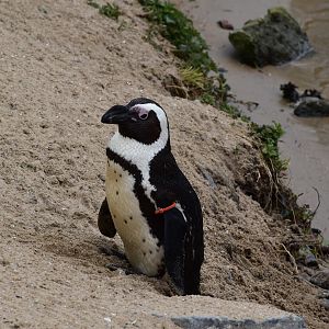 African penguin