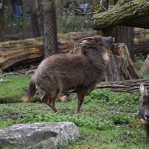 Chinese goral
