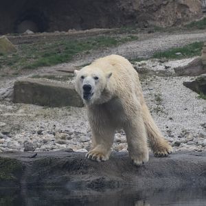 Polar bear