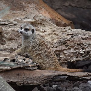 Meerkat