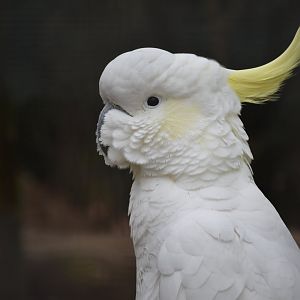 Finsch's Sulphur-crested cockatoo