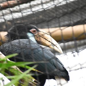 Wreathed hornbill
