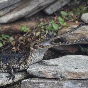 Gharial