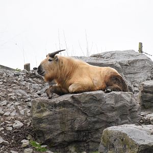 Golden takin
