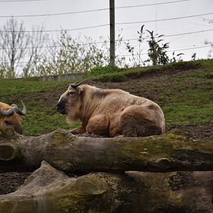 Golden takin