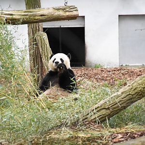 Giant panda
