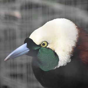 Greater bird-of-paradise