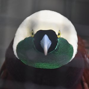 Greater bird-of-paradise