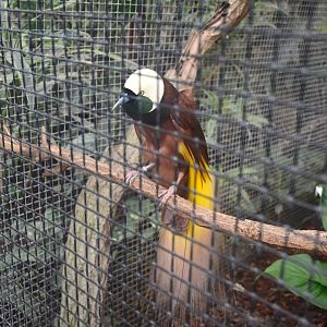 Greater bird-of-paradise