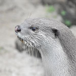 Indochinese smooth-coated otter