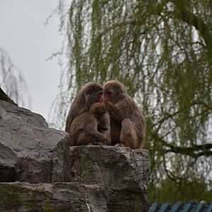 Japanese macaque