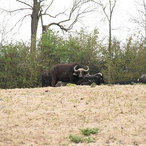 Cape buffalo