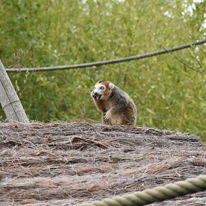 Crowned lemur