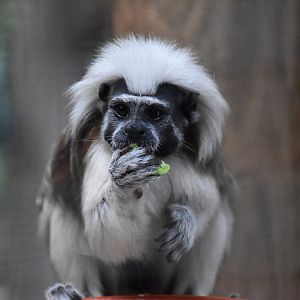 Cotton-top tamarin