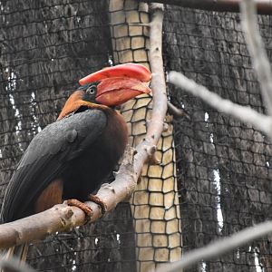 Northern rufous hornbill
