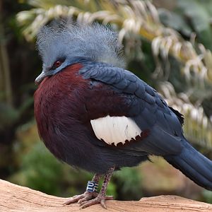 Sclater`s crowned-pigeon